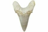 Serrated Sokolovi (Auriculatus) Shark Tooth - Dakhla, Morocco #225215-1